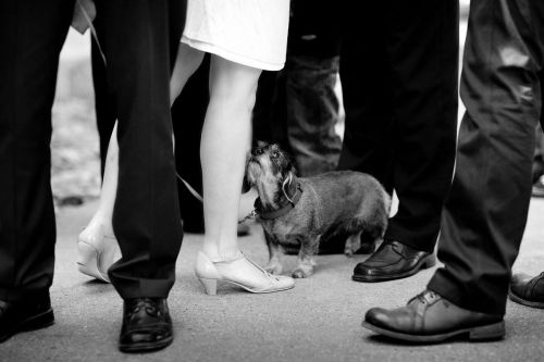 Wedding Dog