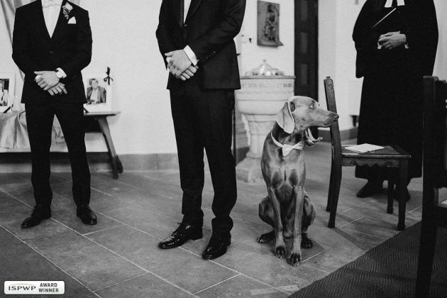 Hochzeit hund langweilig