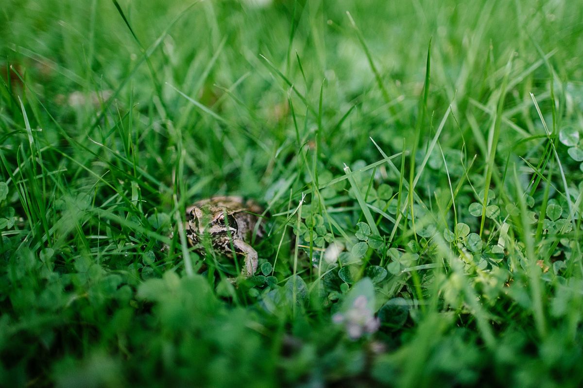 Hochzeit Frosch