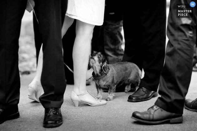 Hochzeitsfotografie Awards 19 hochzeitshund